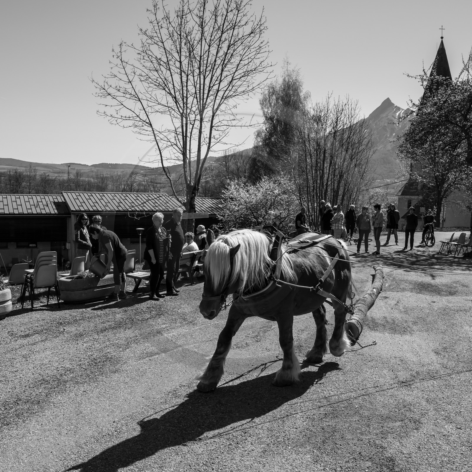 Débardage avec un cheval - 17 04 17