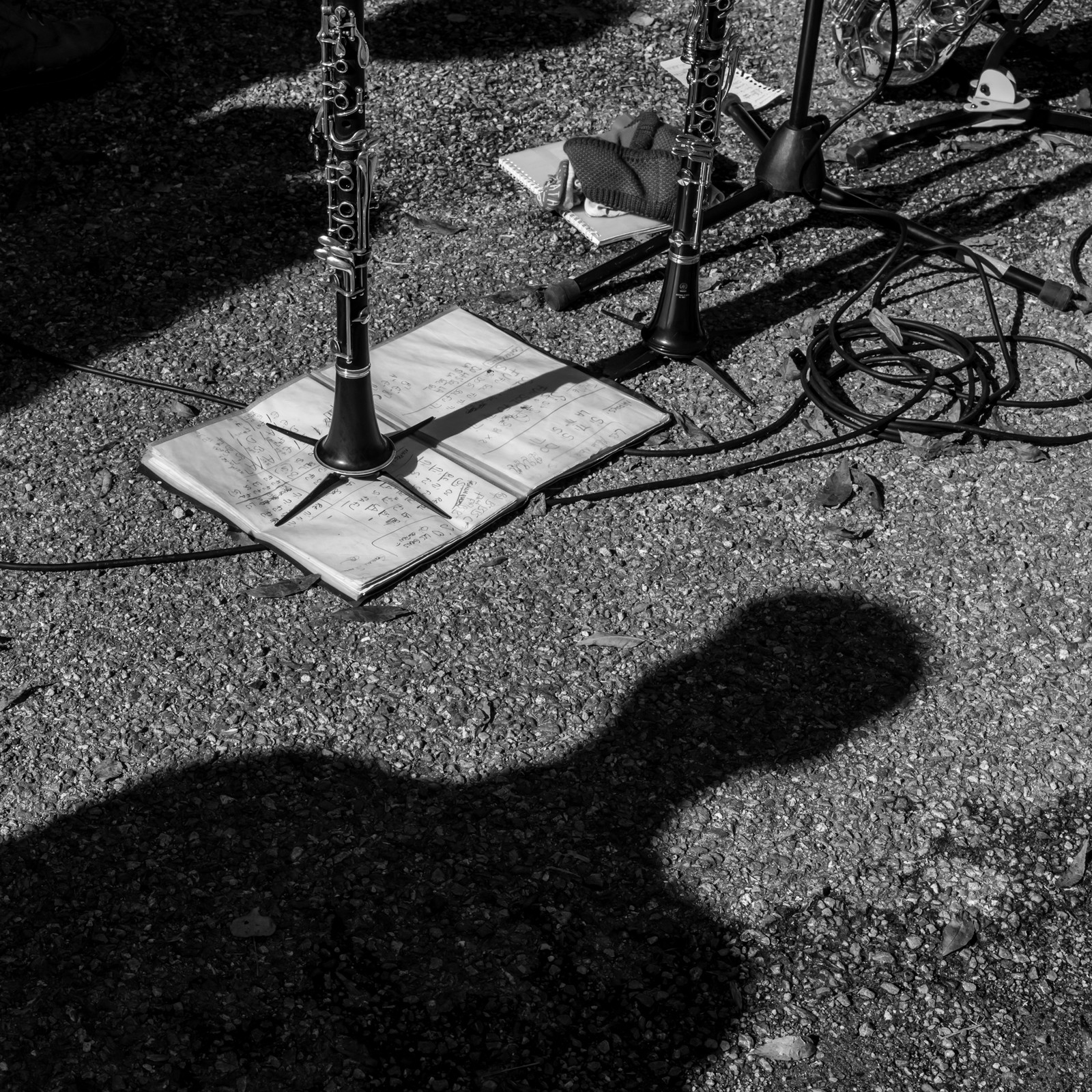 26 octobre 2025 : Les oiseaux de trottoir