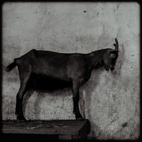 Portraits des animaux de la ferme