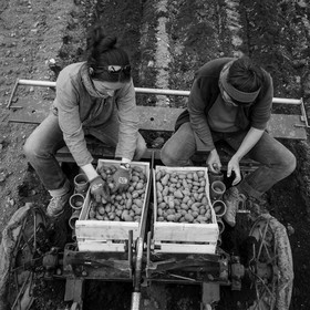 La plantation des pommes de terre