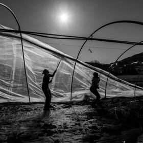 Montage de serres tunnel