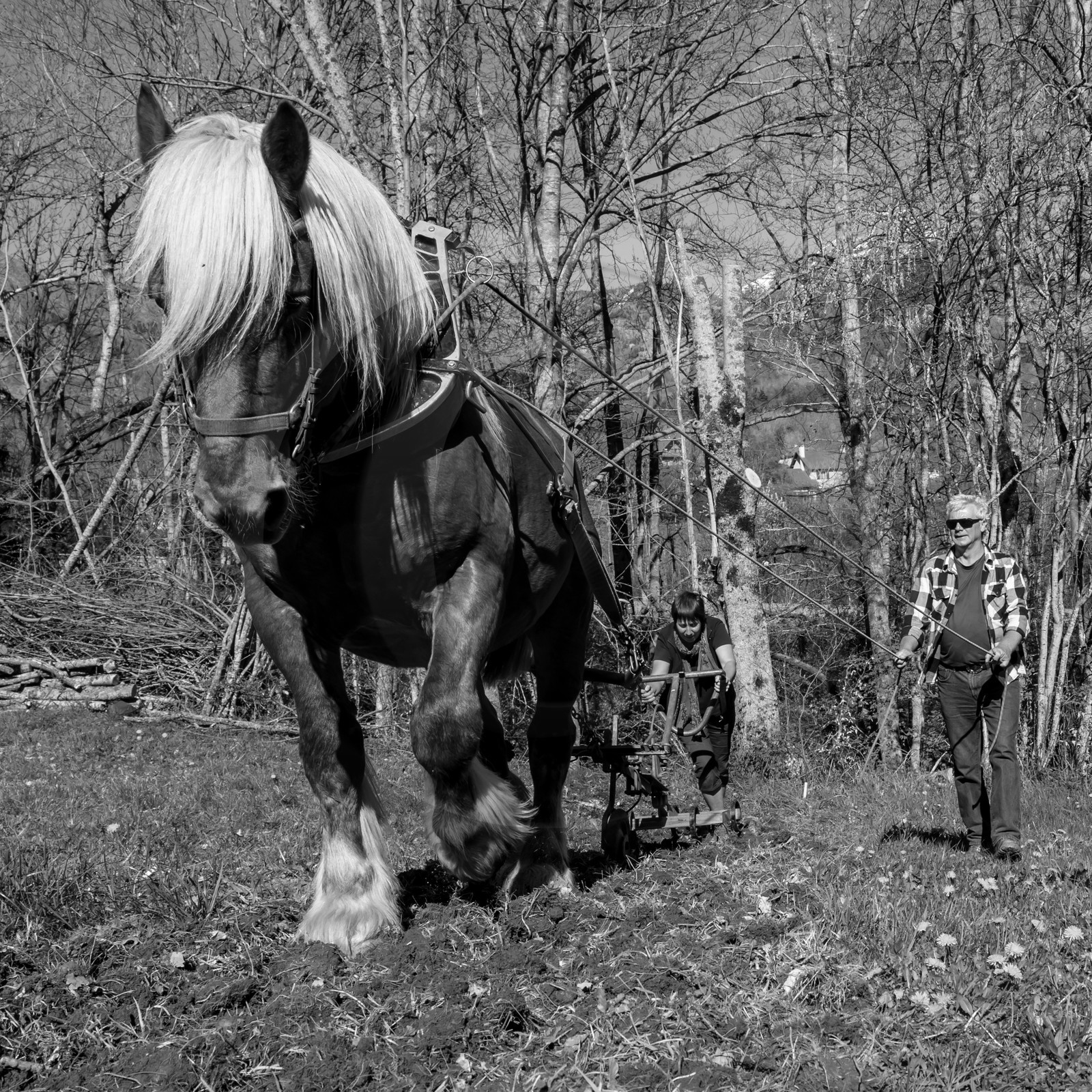 Labour avec un cheval - 17 04 17