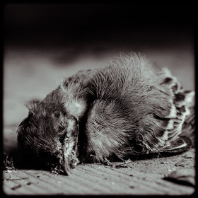 La Villa - Saint-Sébastien