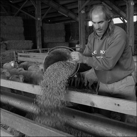 Elevage brebis à viande