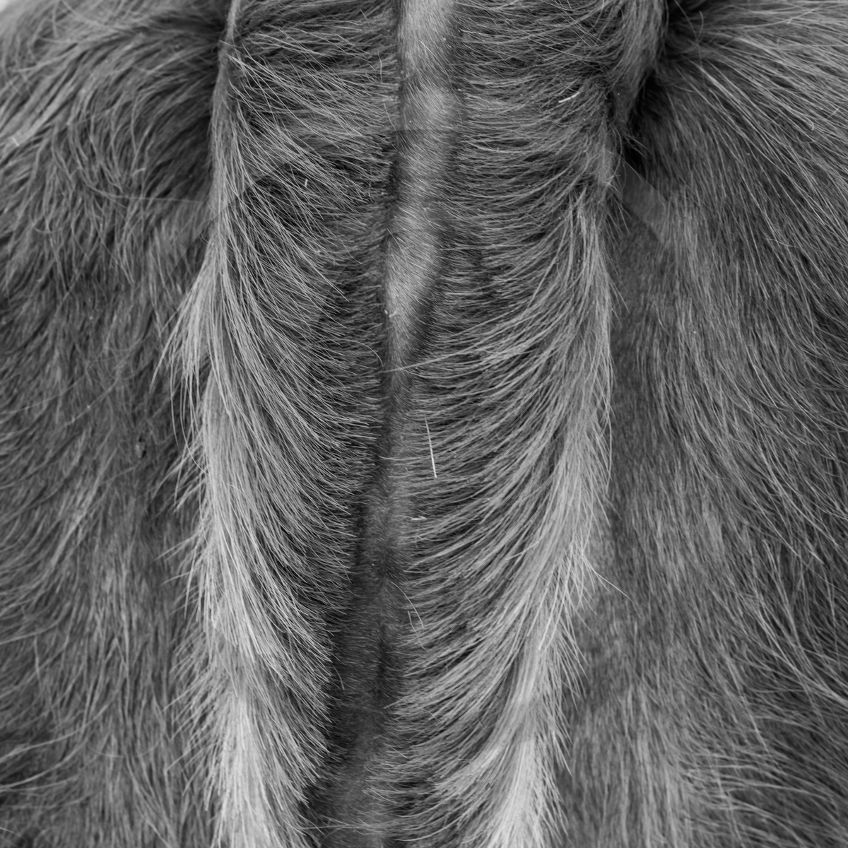 Rencontres paysannes à Saint-Bonnet en Champsaur