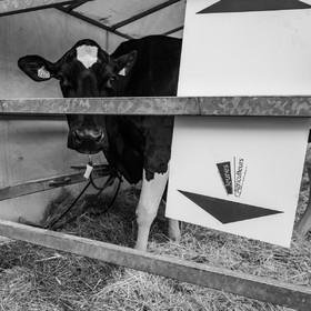 Rencontres paysannes à Saint-Bonnet en Champsaur