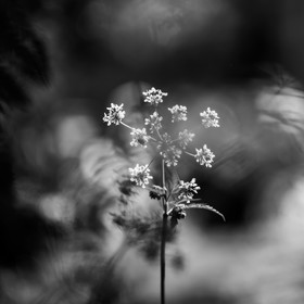 16 mai 2025 : Journée des aidants