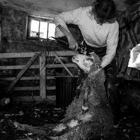 La tonte des moutons