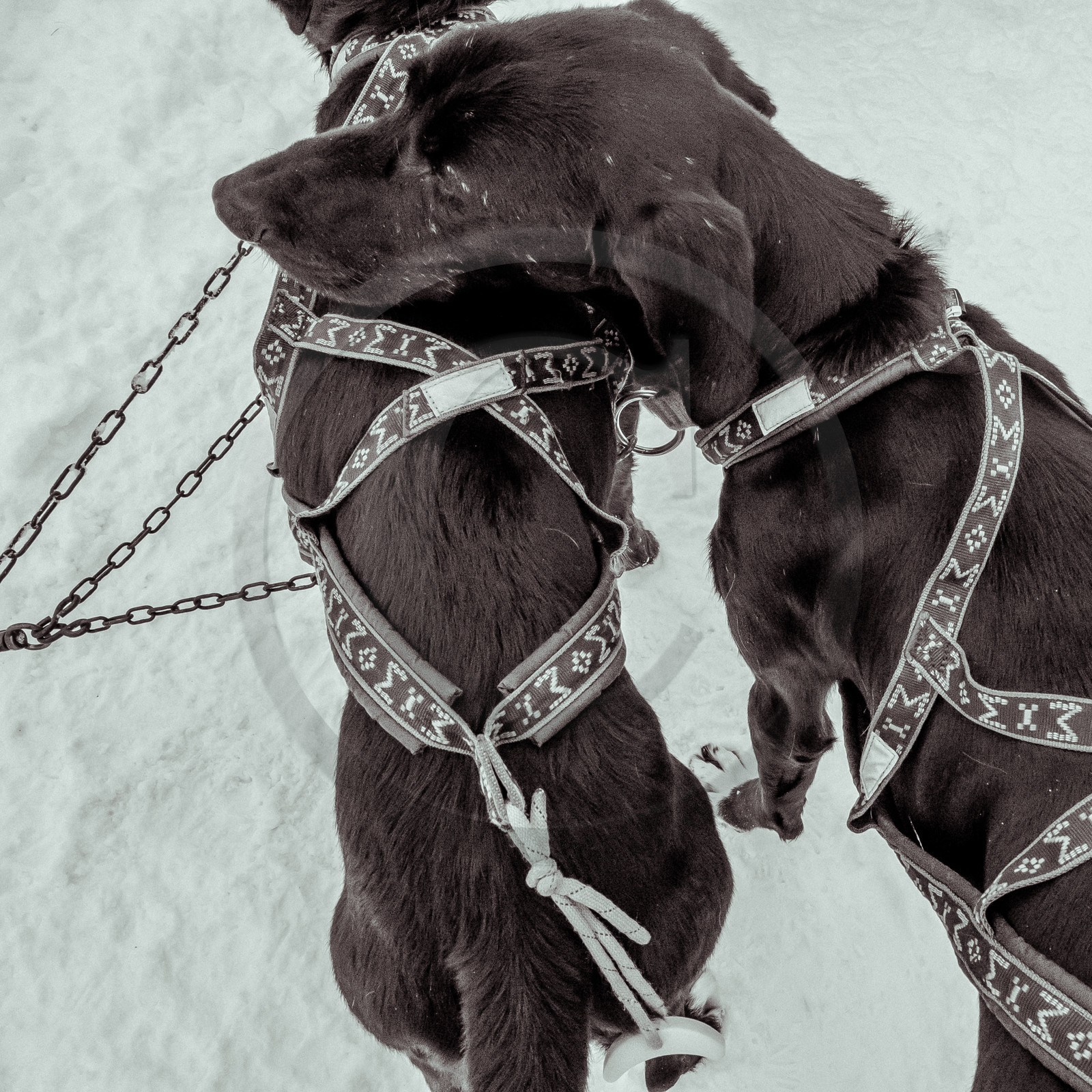 La Valgaude Traineau 2015