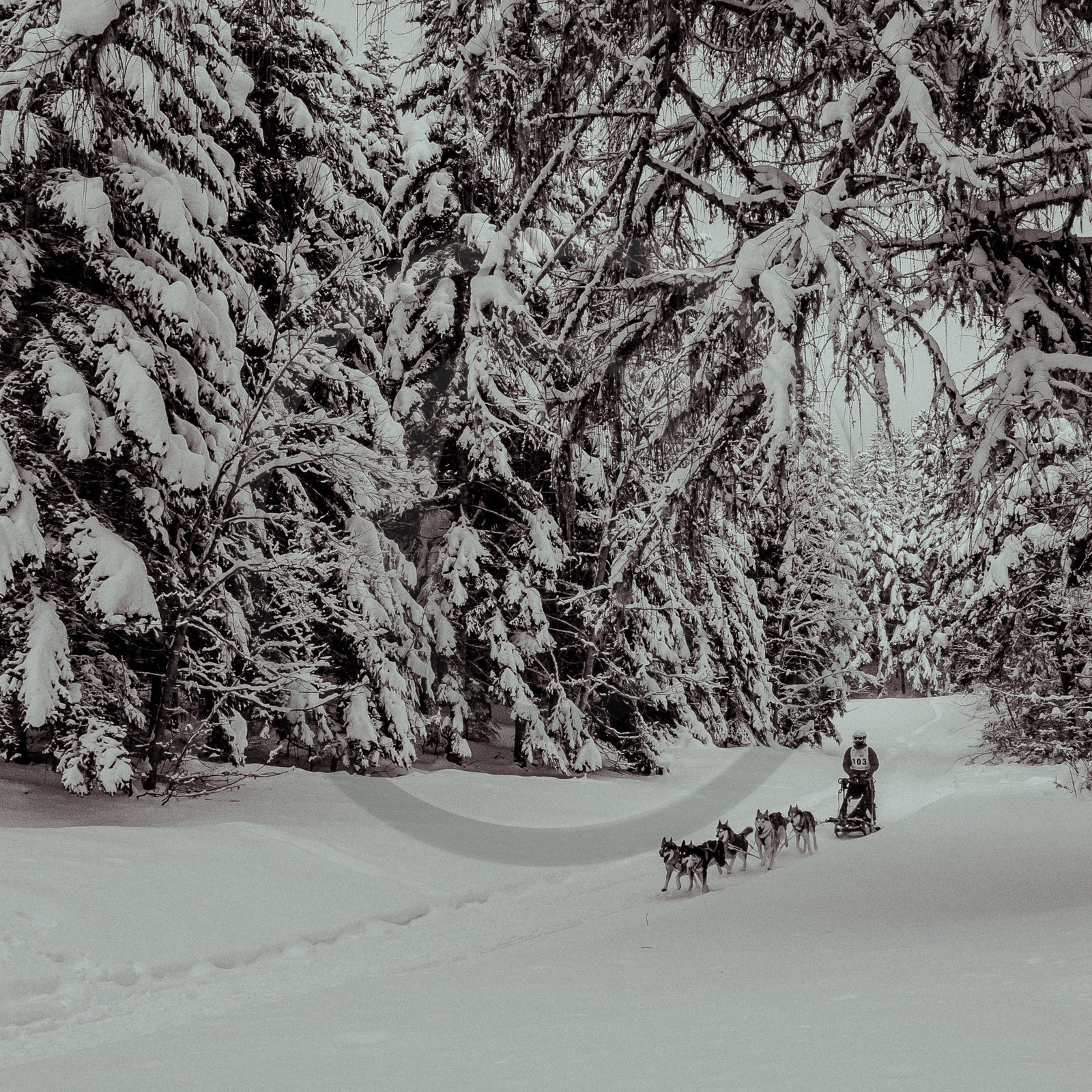 La Valgaude Traineau 2015