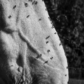 Chevaux de trait