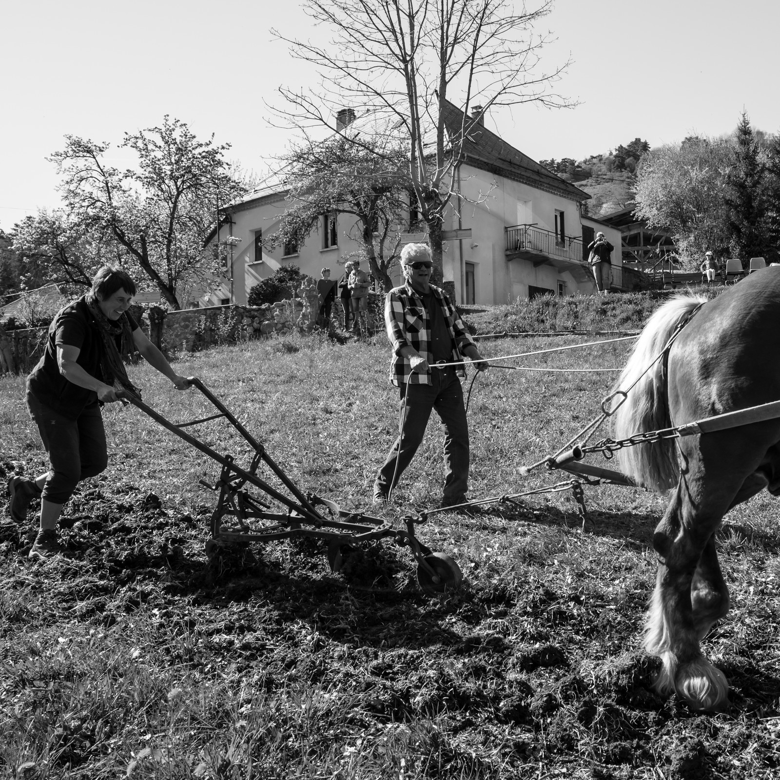 Labour avec un cheval - 17 04 17