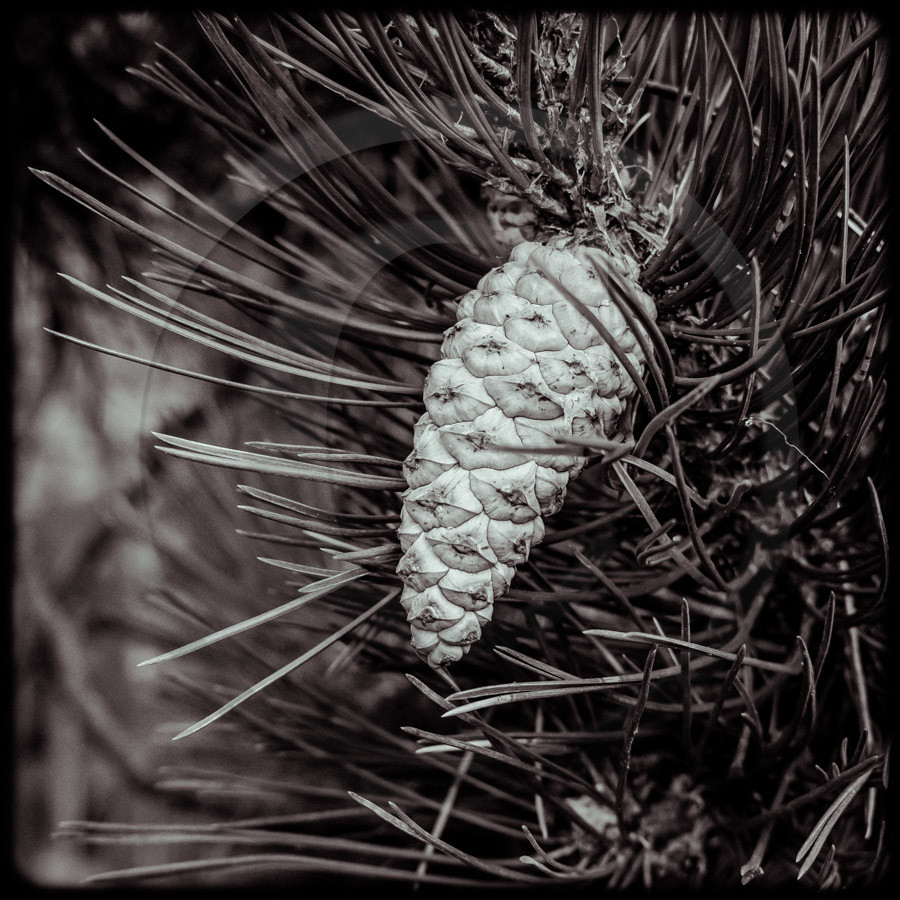 Promenade en forêt Promenade en forêt