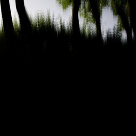 Le Pays des Arbres Flous