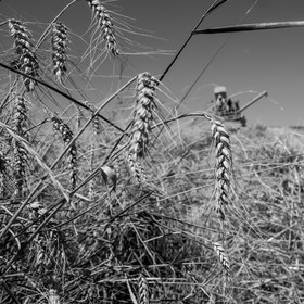 Les moissons dans le Champsaur
