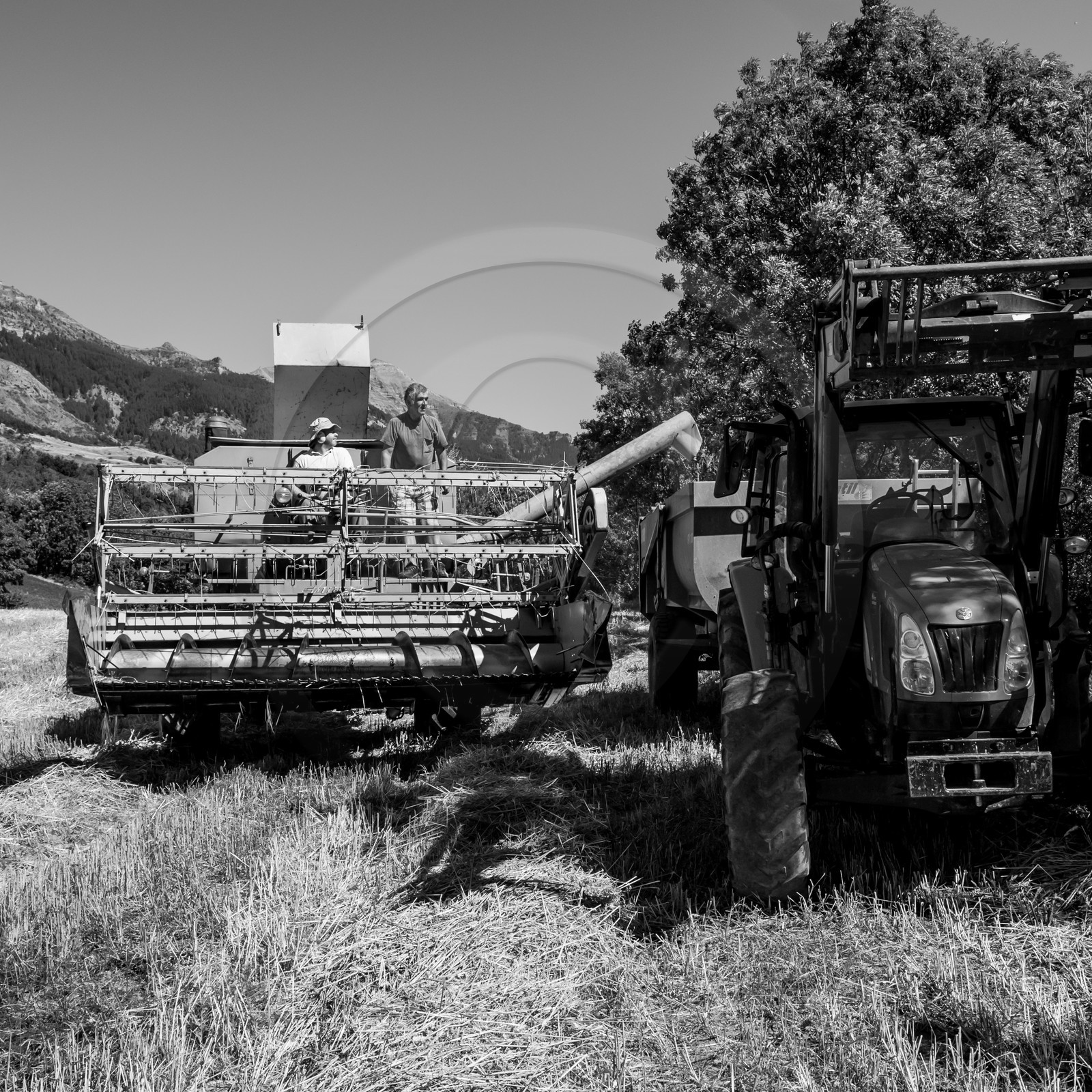 Les moissons dans le Champsaur