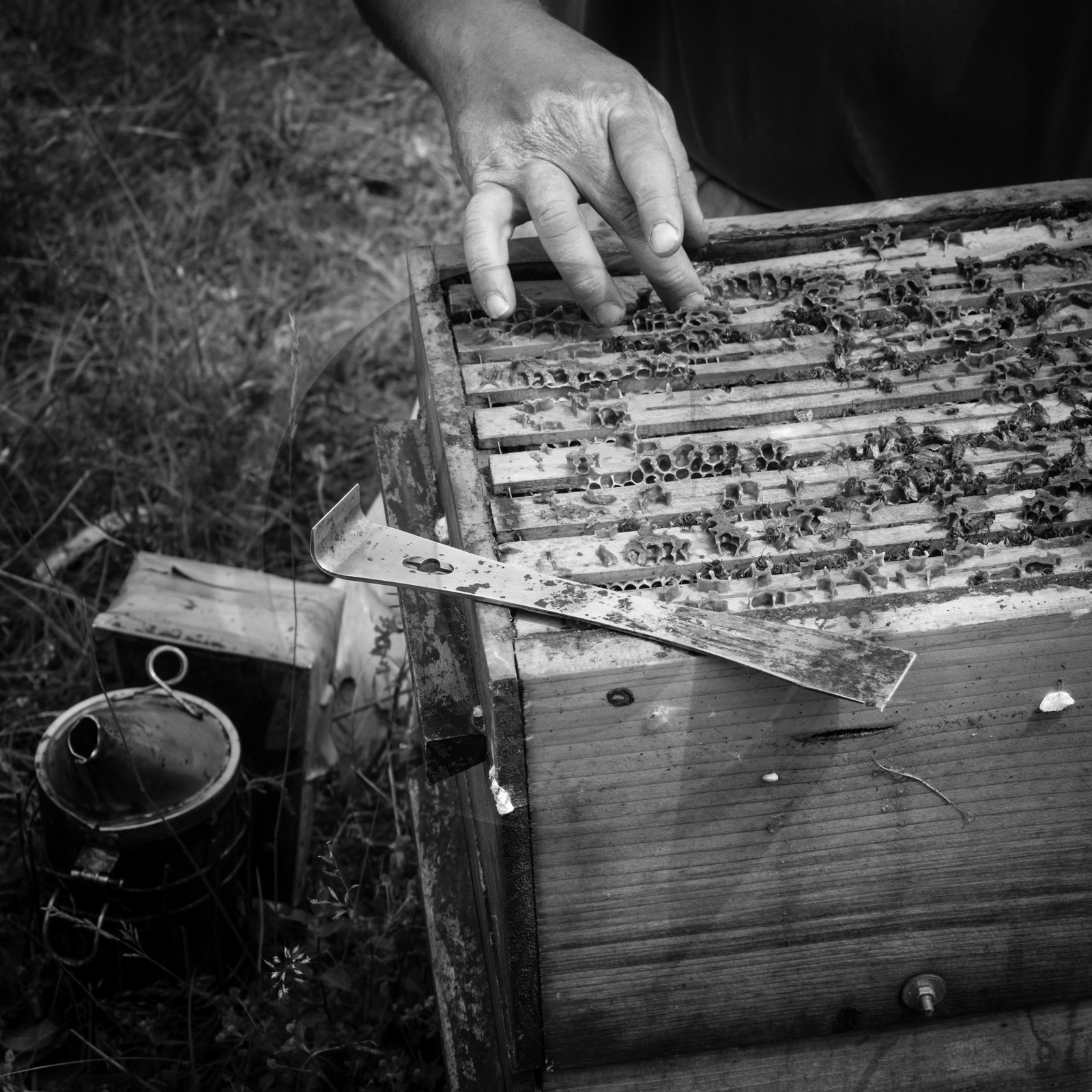 Visite au Rucher des Noisetiers