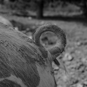 Elevage biologique de cochons en plein air