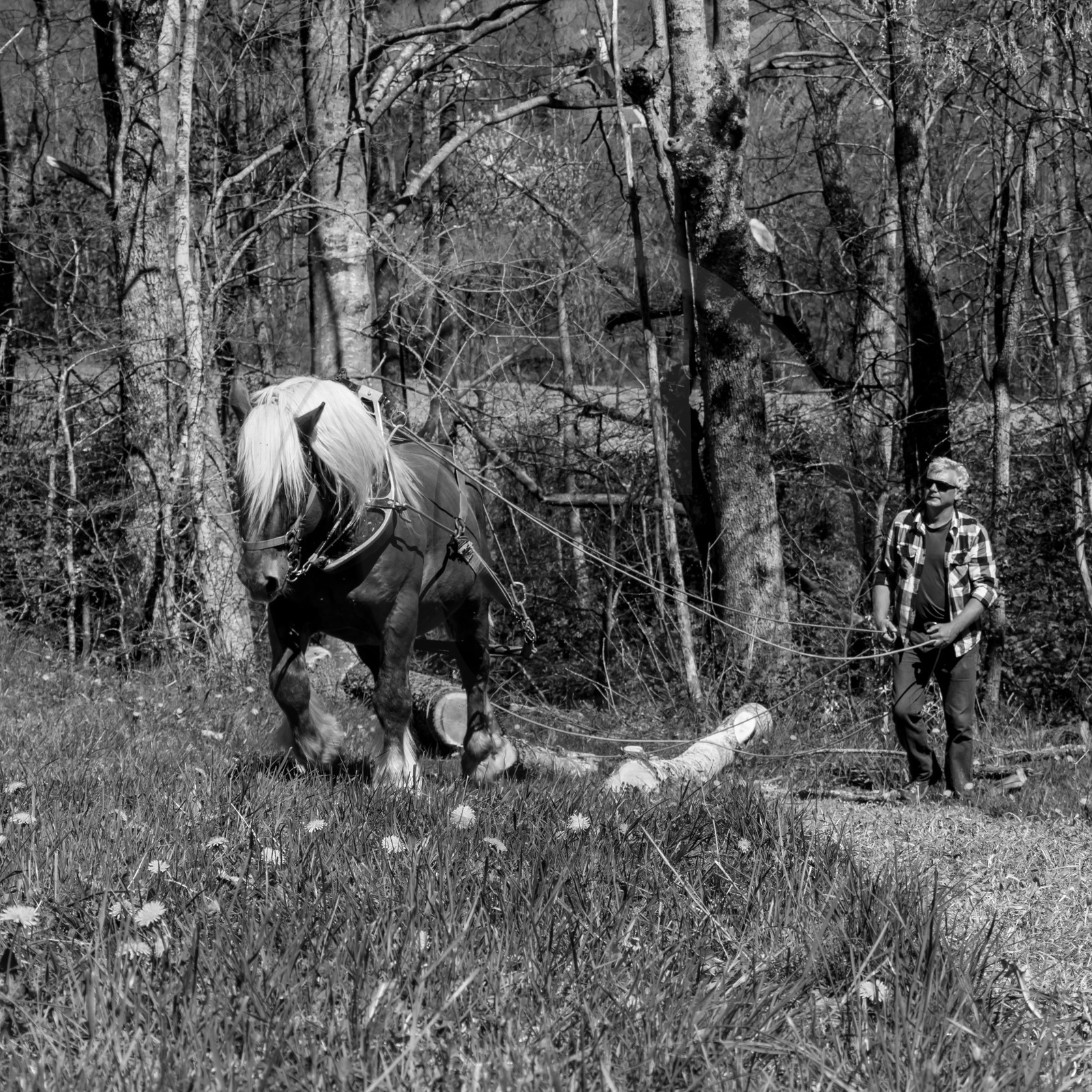Débardage avec un cheval - 17 04 17