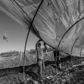Montage de serres tunnel