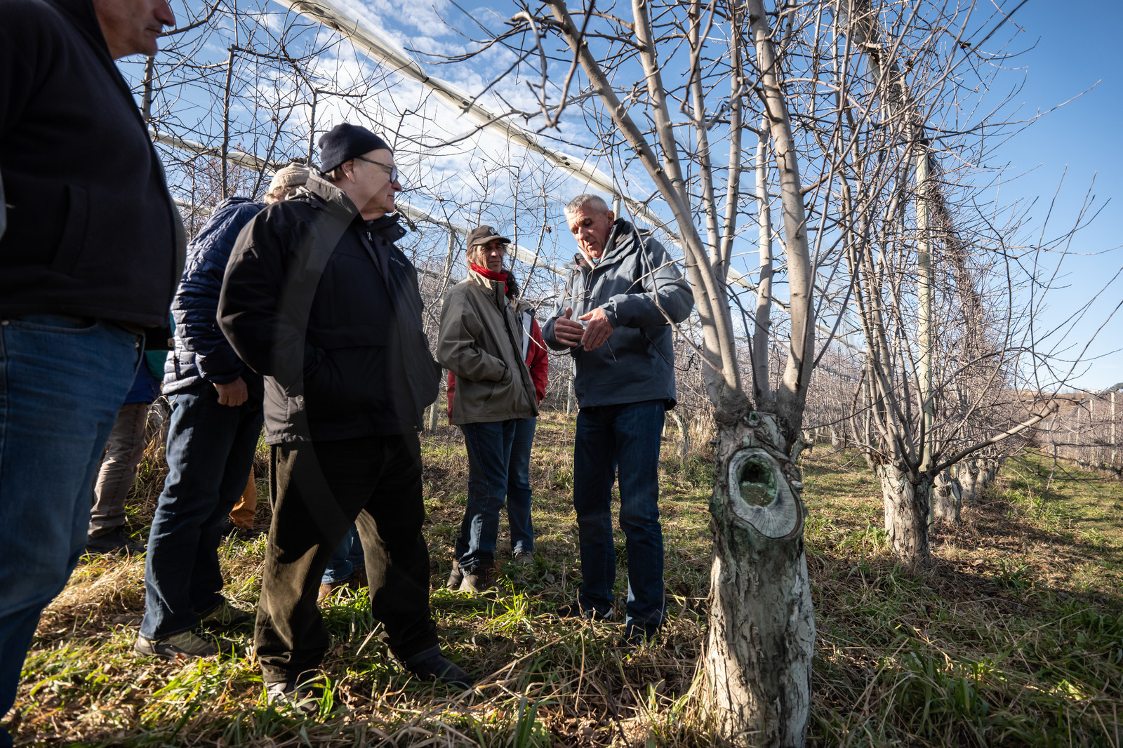 Croqueurs de pommes des Alpes Latines