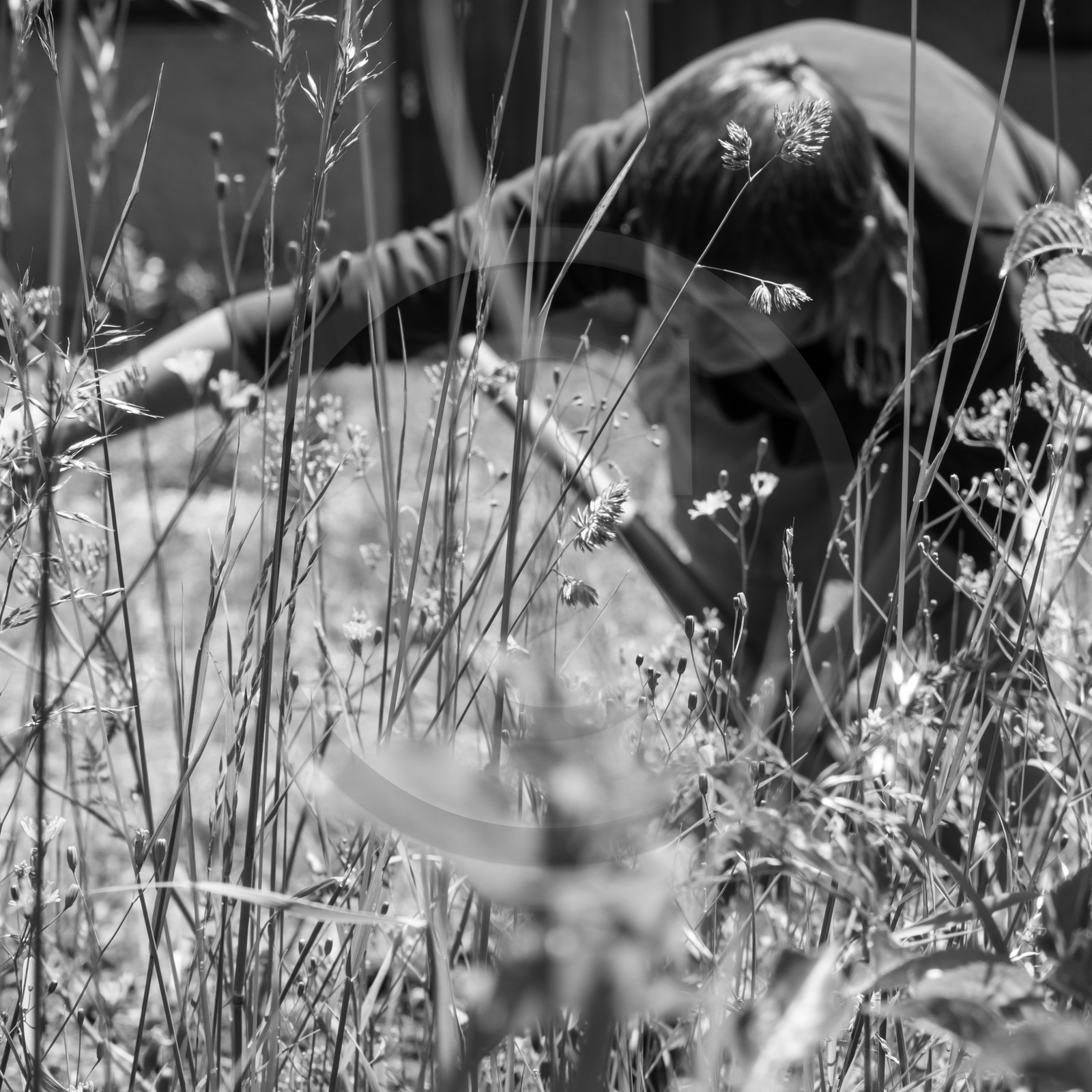 07 juin 2017 - Plantation - Haie - Réunion