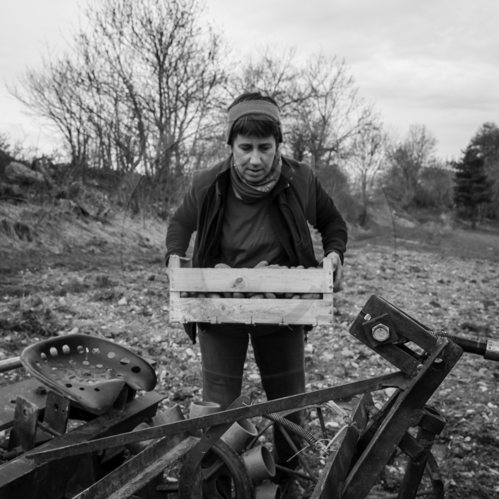 La plantation des pommes de terre
