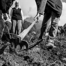 La récolte des pommes de terre avec un cheval