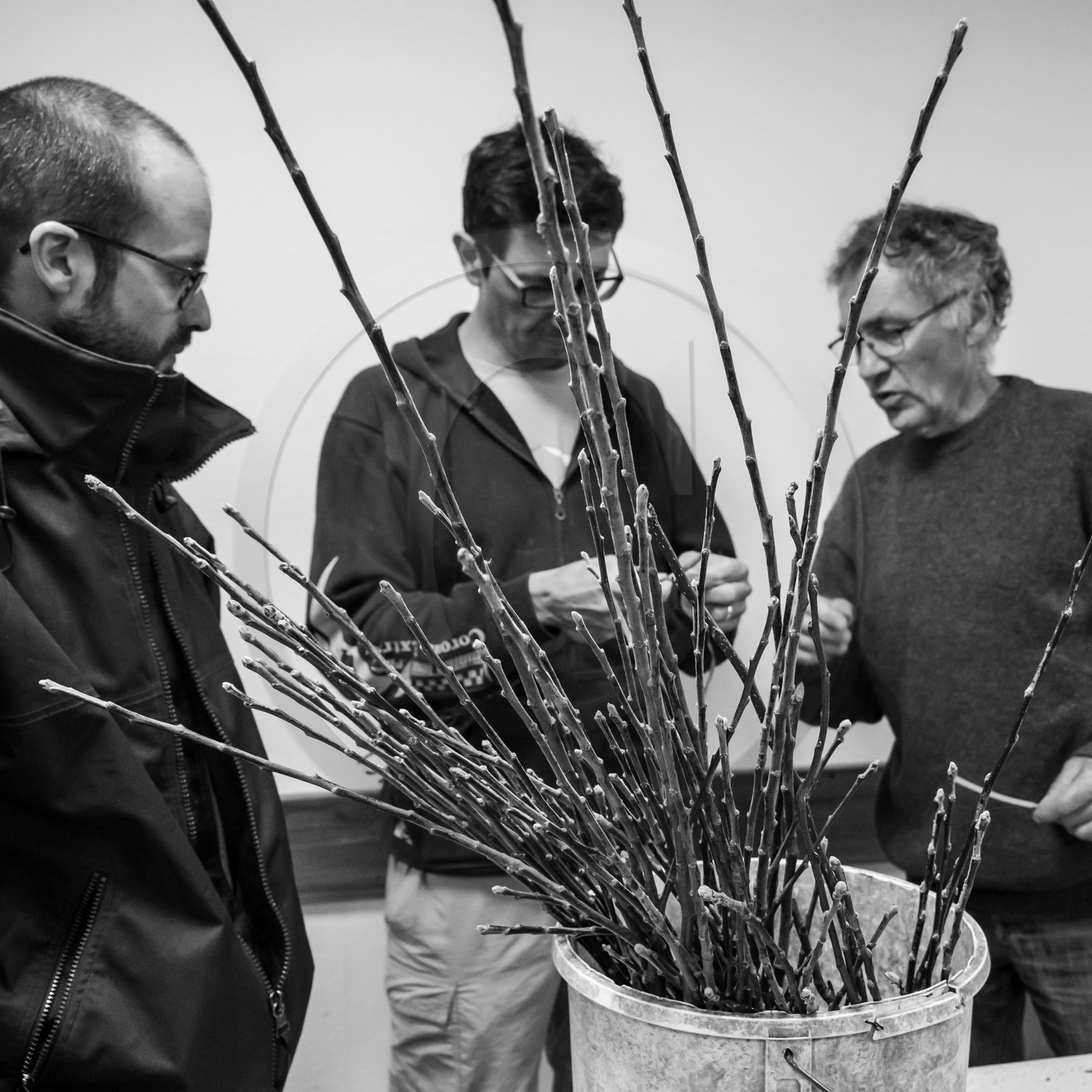 03 avril 2019 : Initiation à la greffe d'arbres fruitiers