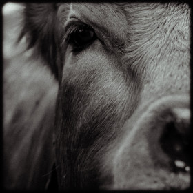 Portraits des animaux de la ferme