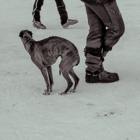 La Valgaude Traineau 2015