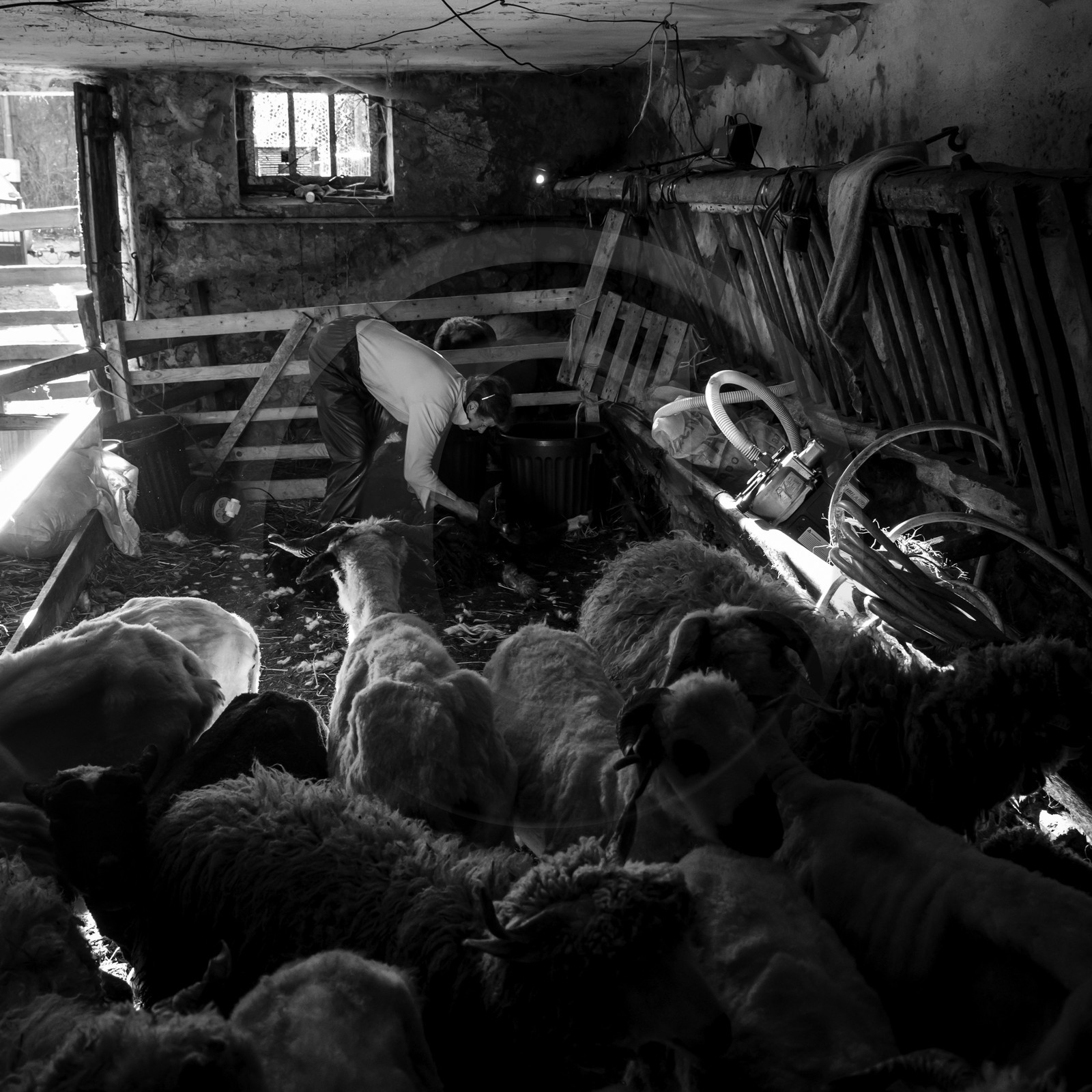 La tonte des moutons