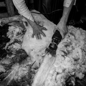 La tonte des moutons