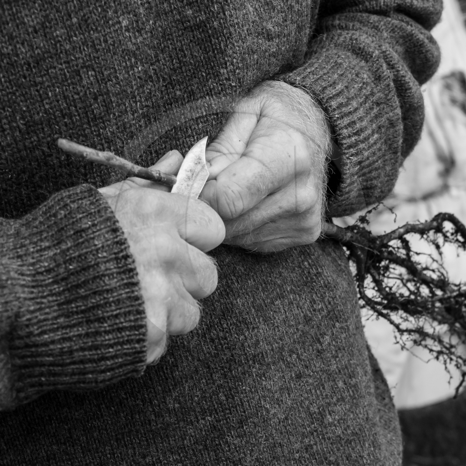 03 avril 2019 : Initiation à la greffe d'arbres fruitiers