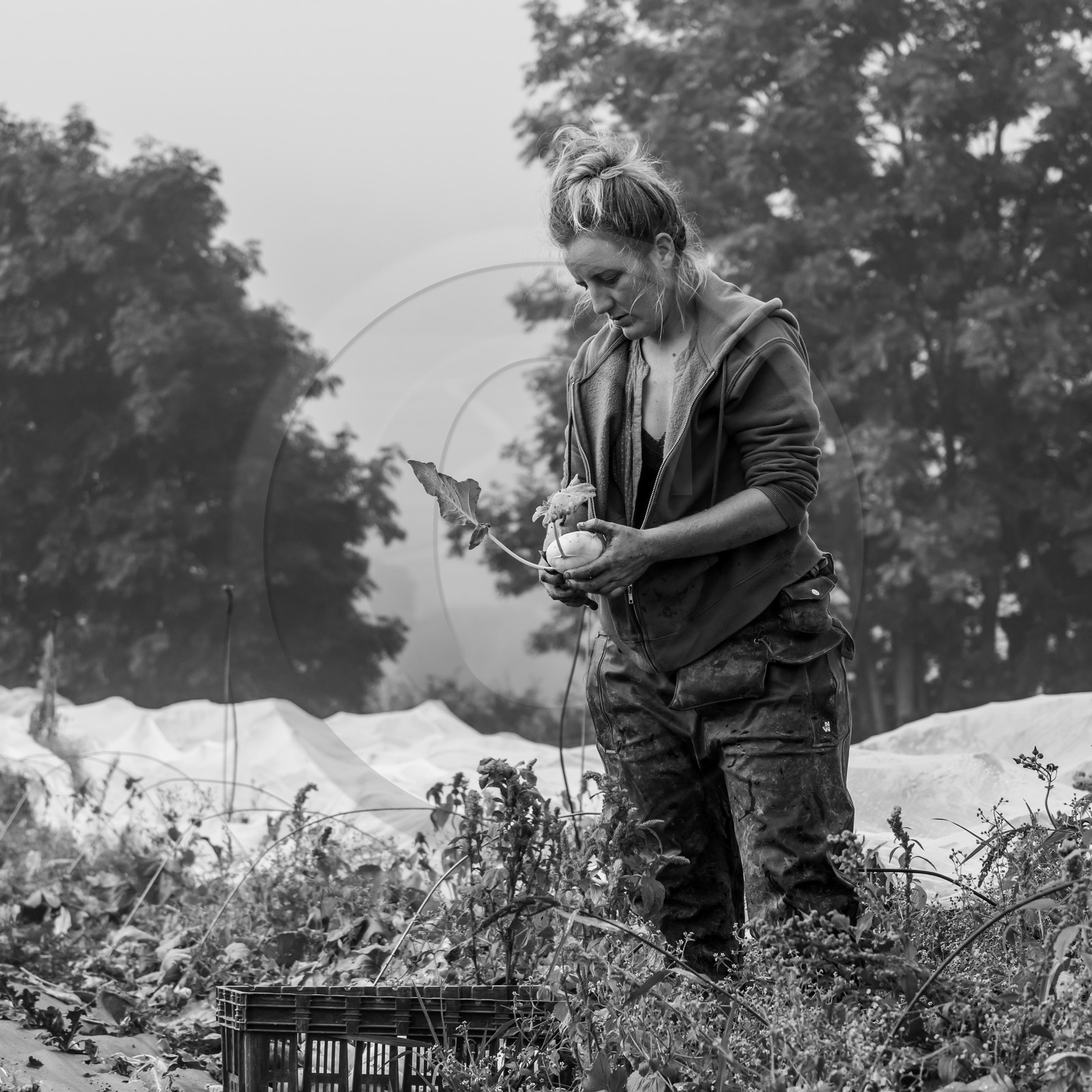 Maraichage biologique dans le Champsaur Maraichage biologique dans le Champsaur