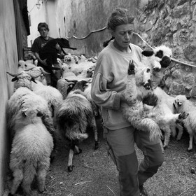 La transhumance des brebis