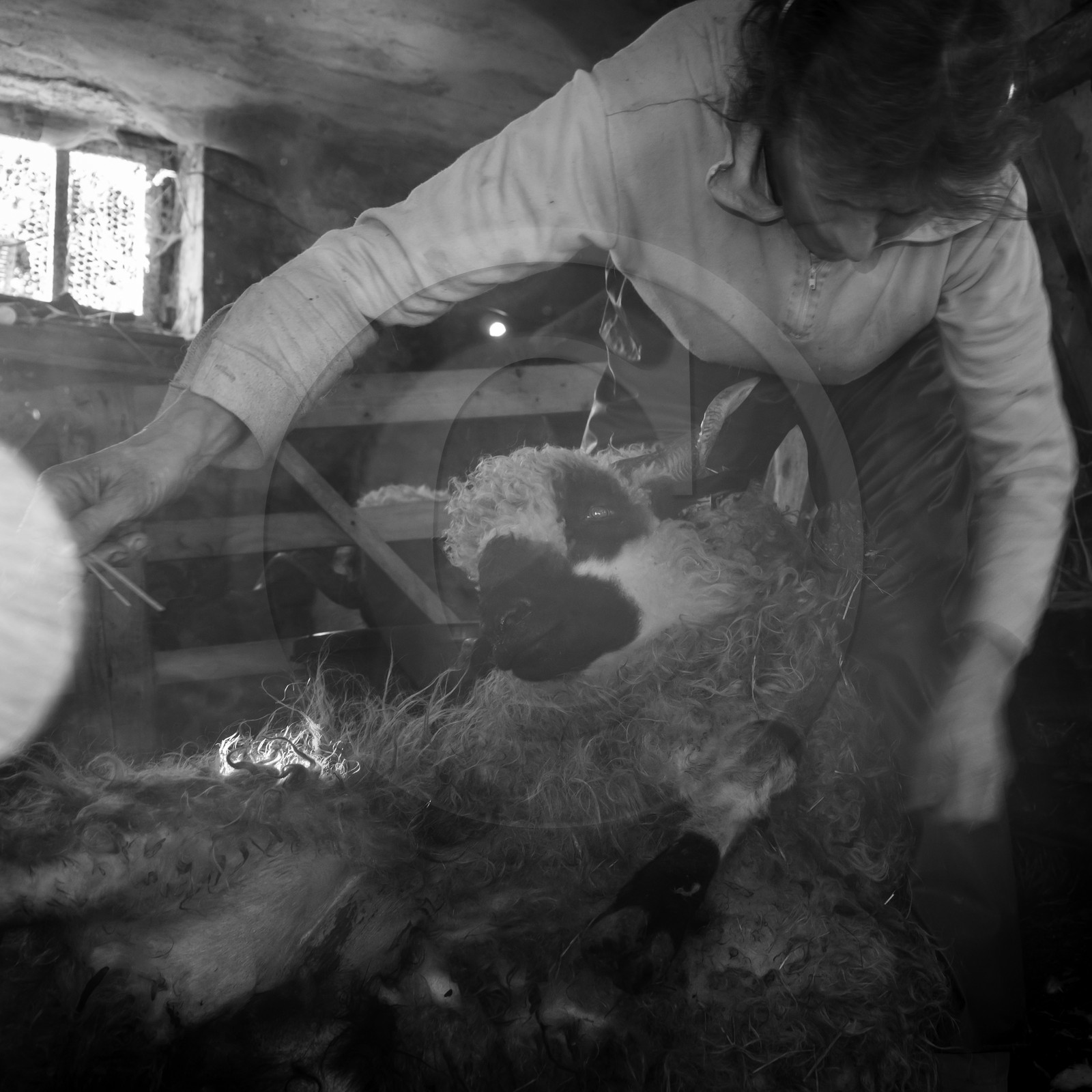 La tonte des moutons