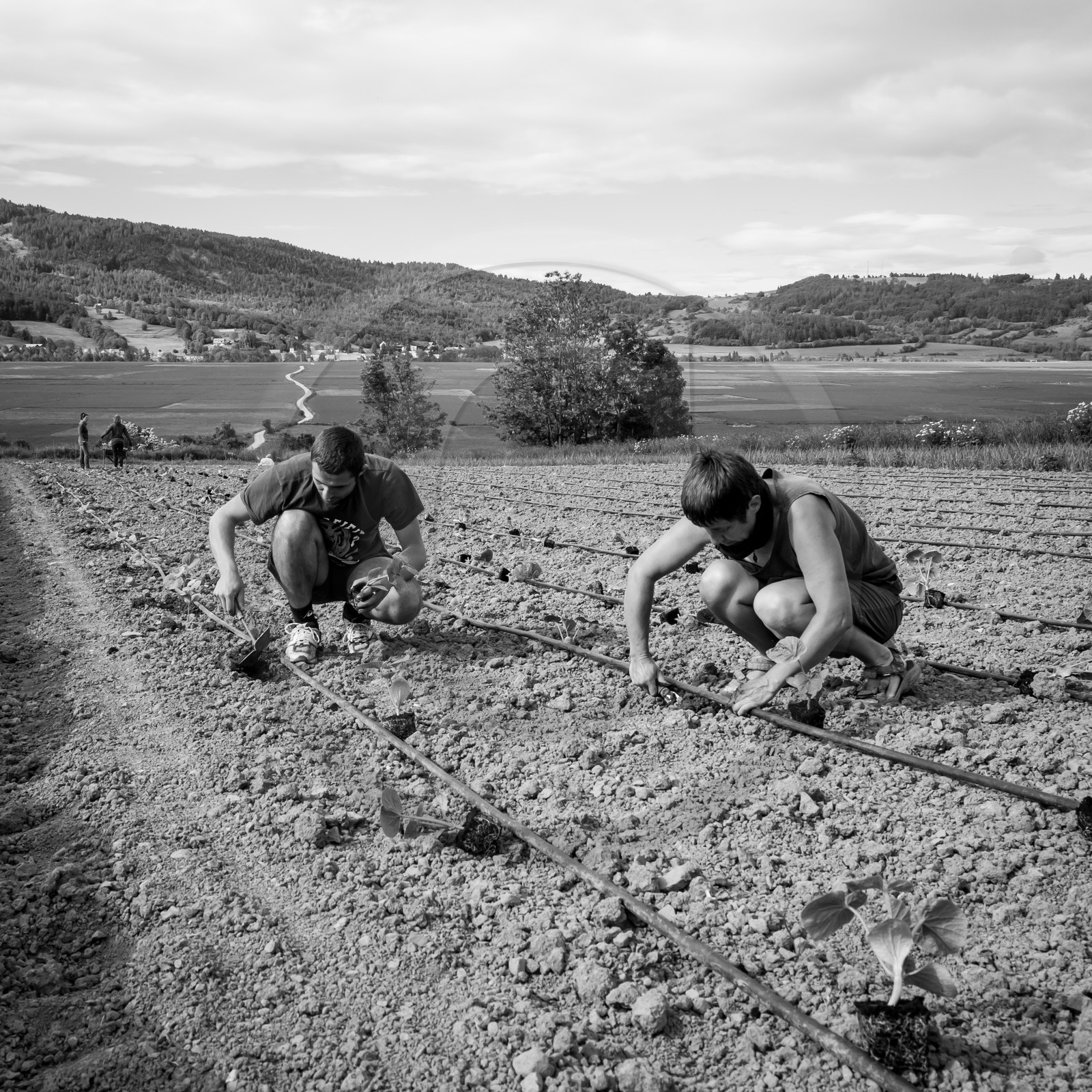 La plantation des courges