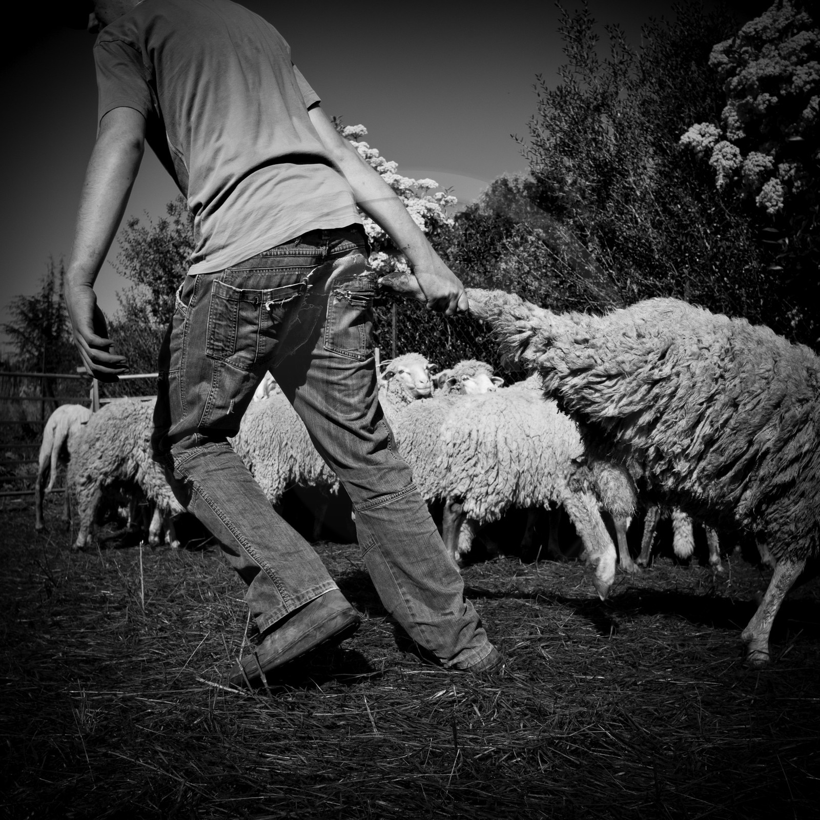 La tonte des moutons