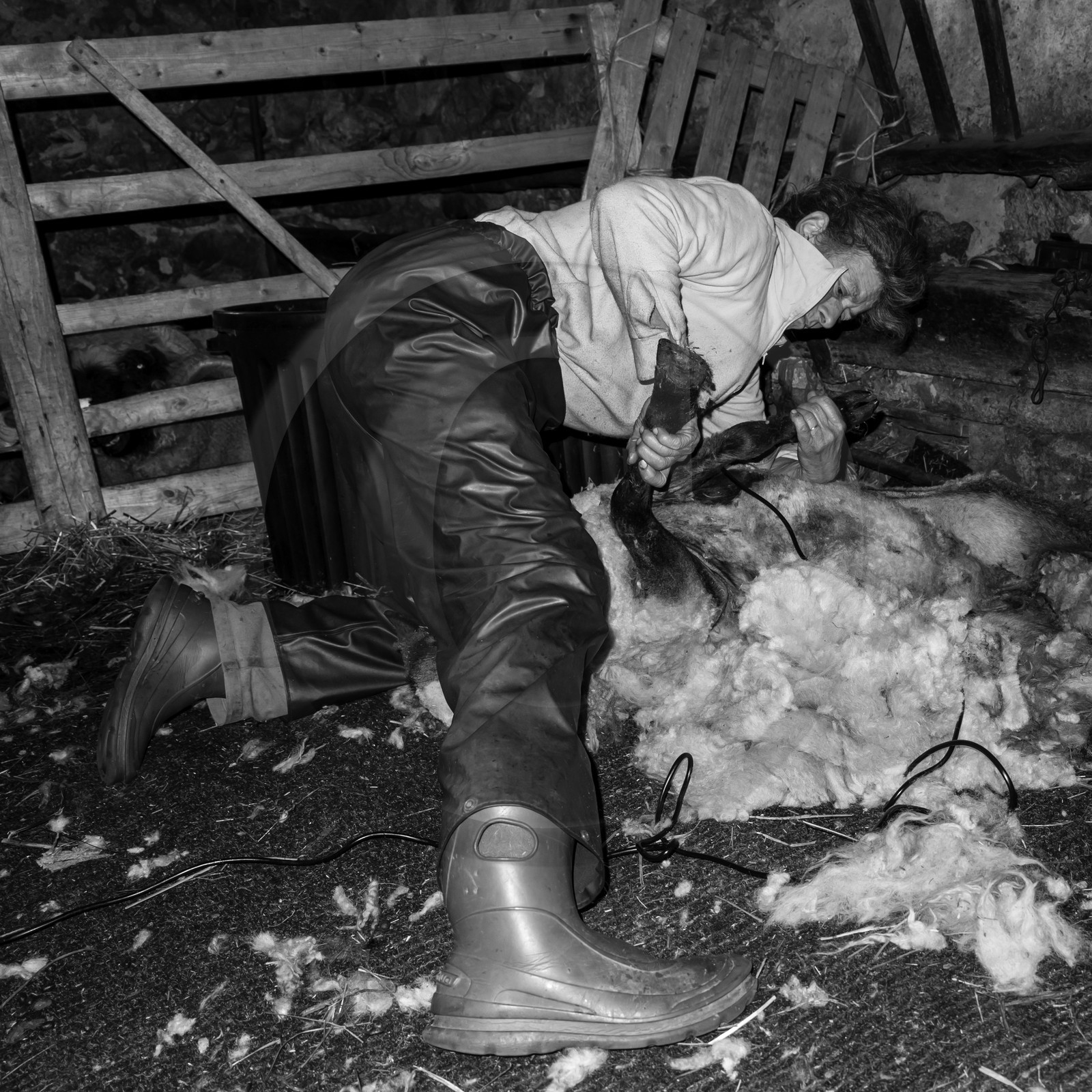 La tonte des moutons