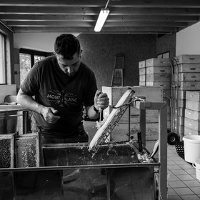 L'extraction du miel