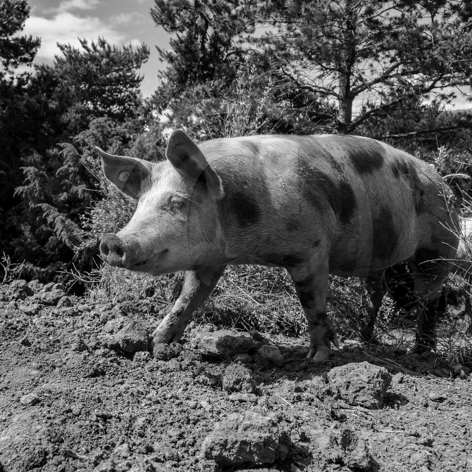 Elevage biologique de cochons en plein air