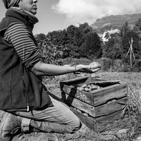 La récolte des pommes de terre avec un cheval