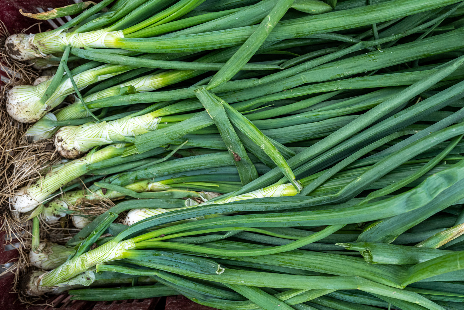 31 mai 2025 : AMAP du Champsaur - Distribution 31 mai 2025 : AMAP du Champsaur - Distribution