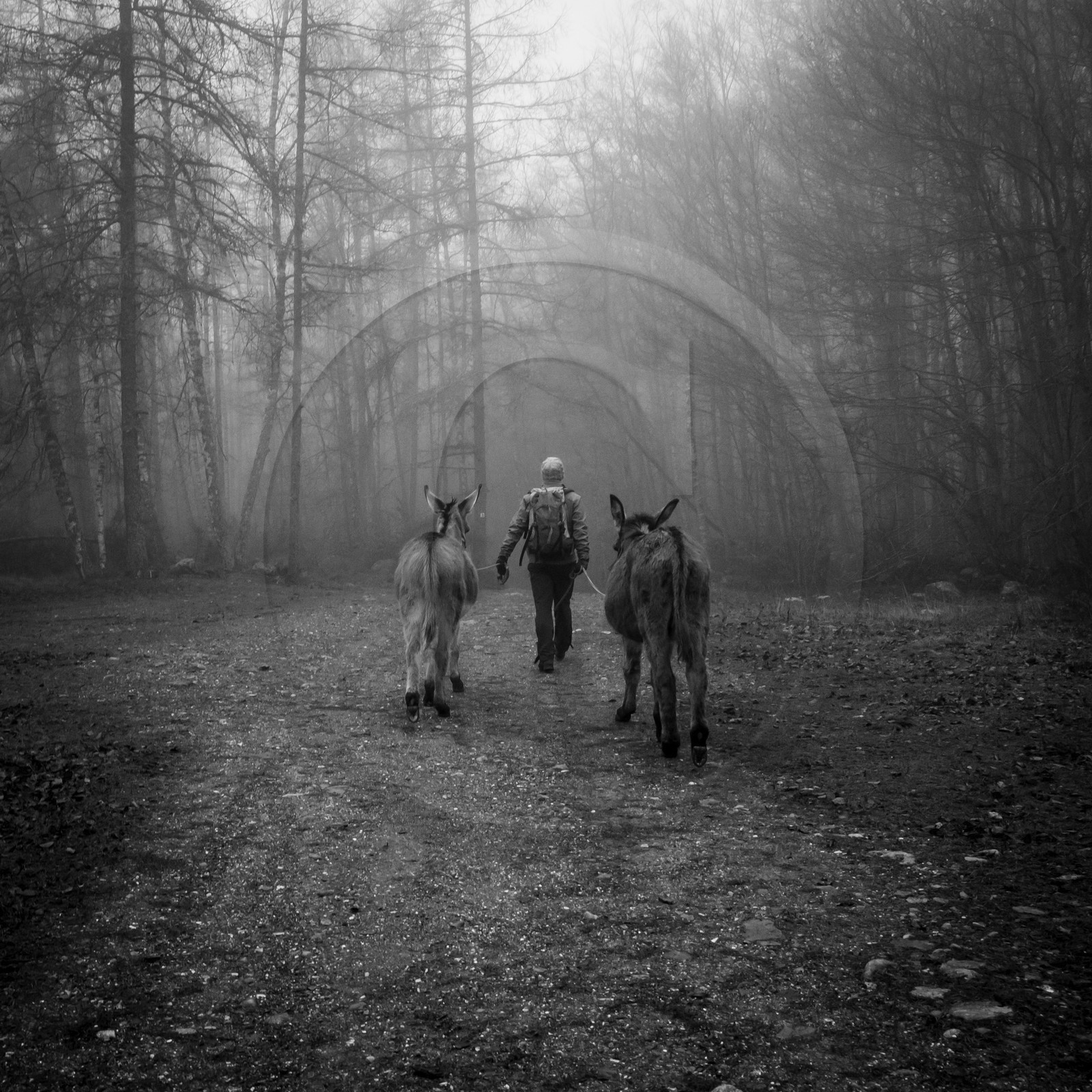 La transhumance des ânes La transhumance des ânes