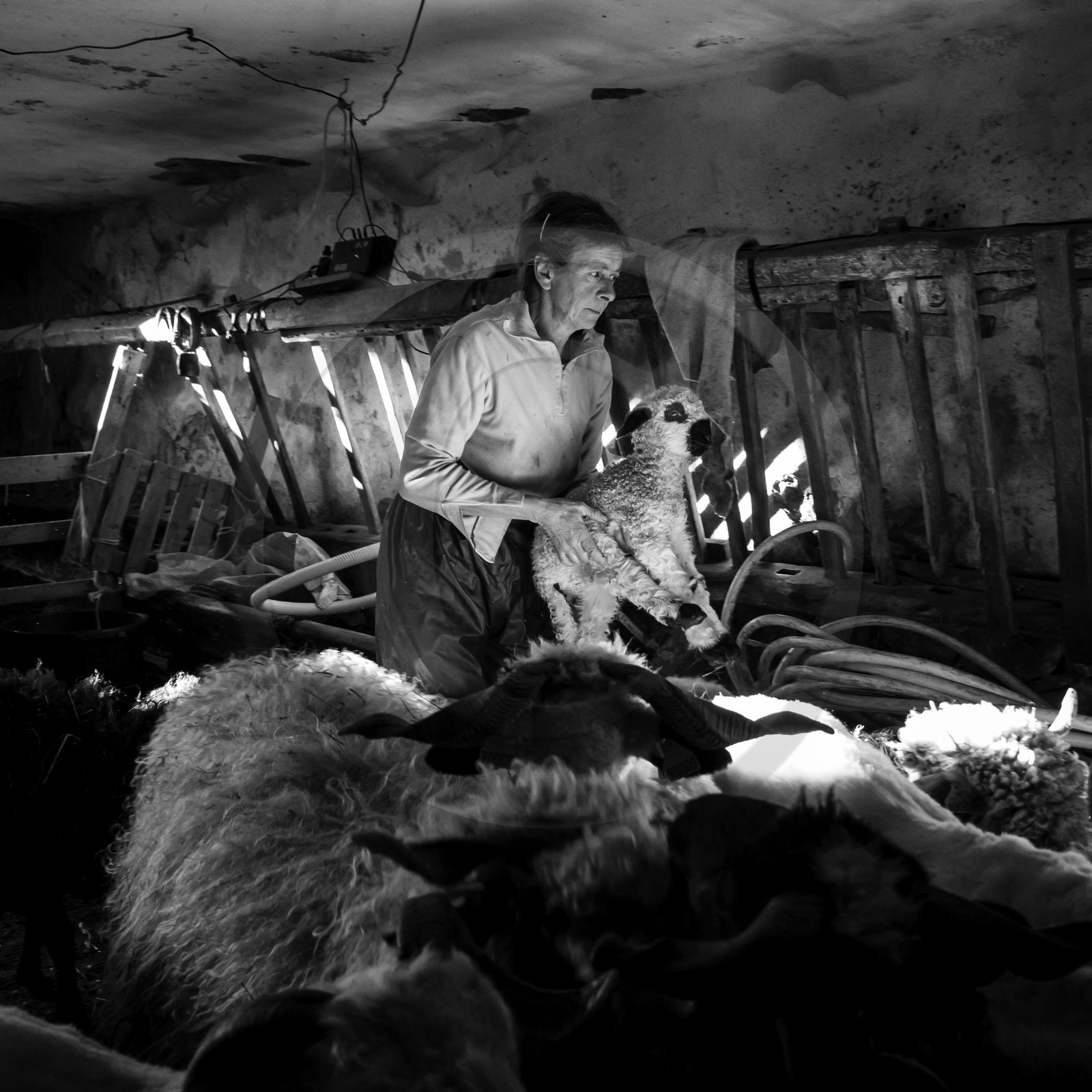 La tonte des moutons