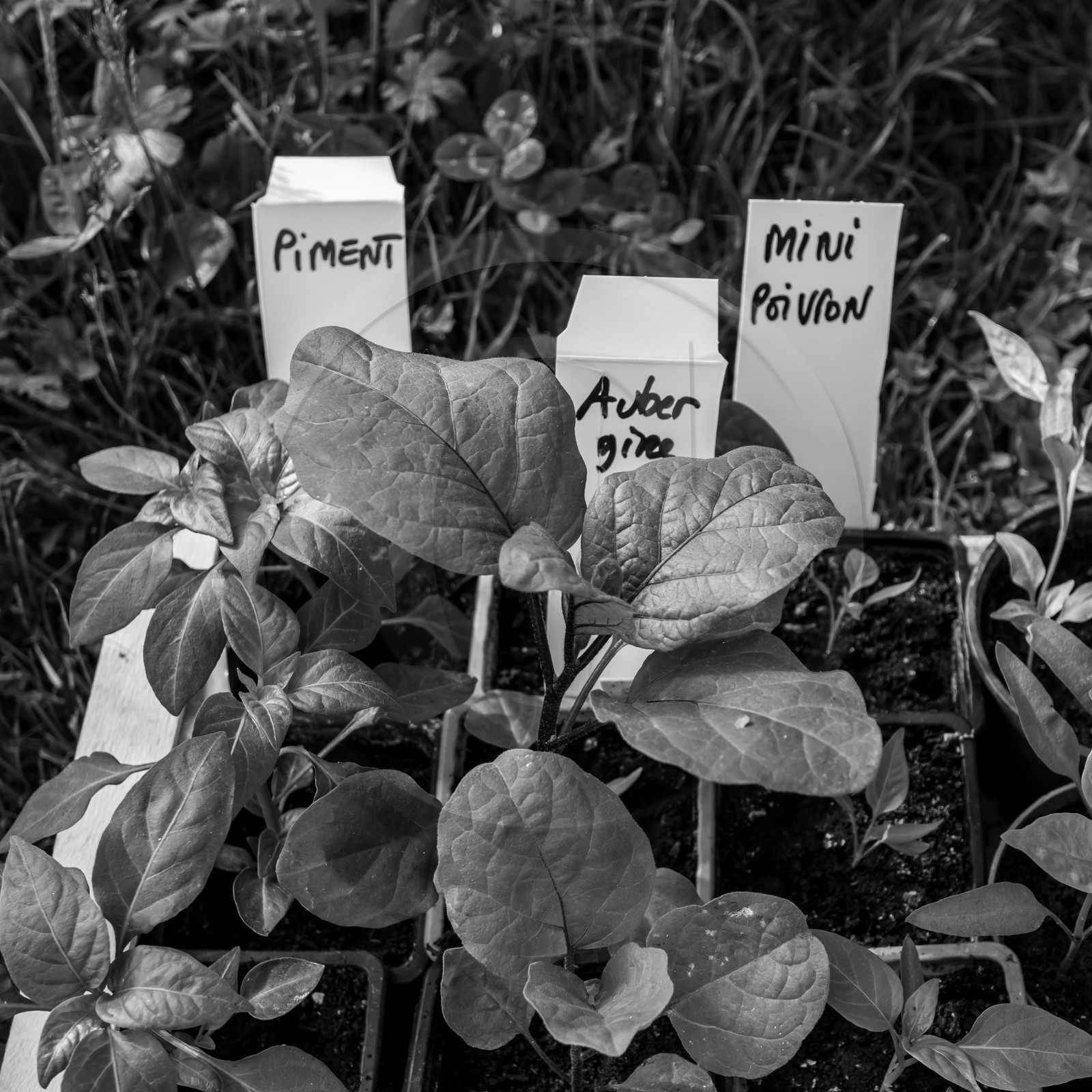 06 juin 2021 : Vide-Jardin et peinture végétale 06 juin 2021 : Vide-Jardin et peinture végétale