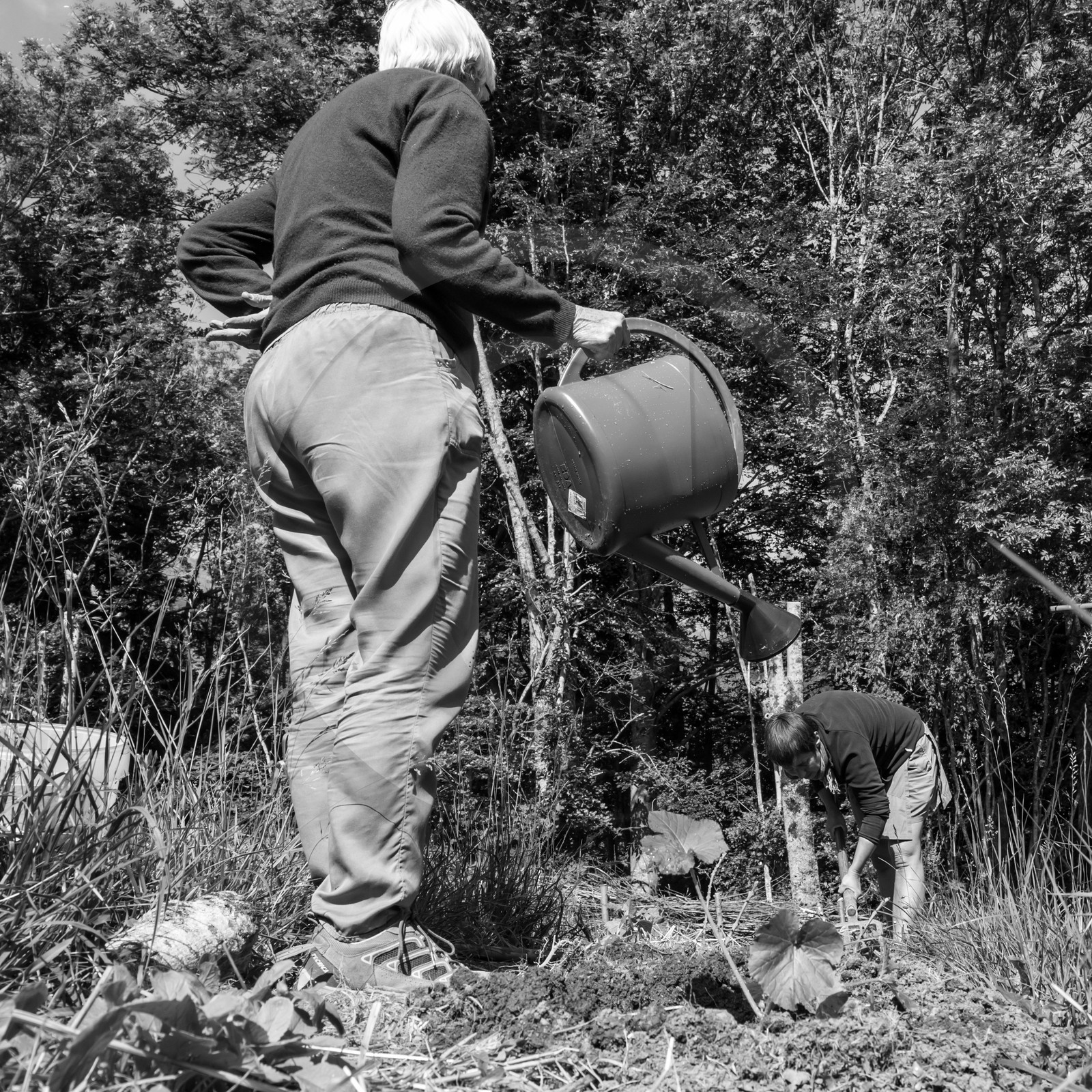 07 juin 2017 - Plantation - Haie - Réunion