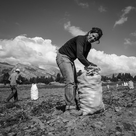 La récolte des pommes de terre