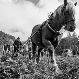 La récolte des pommes de terre avec un cheval